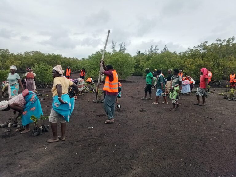 Communities Embrace Mangrove Restoration as Kenya Marks World Mangrove Day