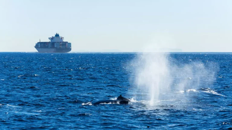 The Ocean’s Silent Cry: Why Underwater Noise is Emerging as a New Global Conservation Frontier 