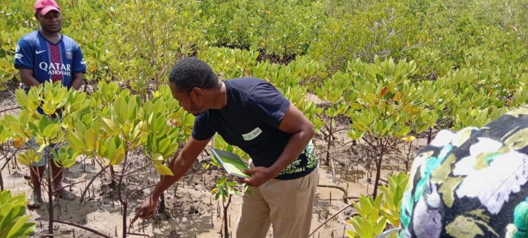 Scientists and Communities Call for a New Approach to Mangrove Restoration